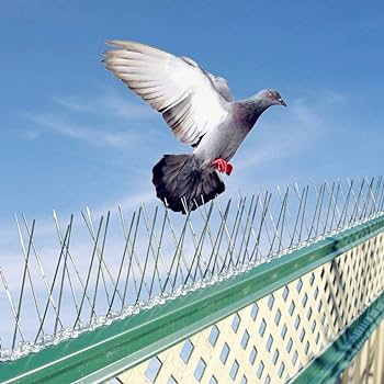 Bird Spikes